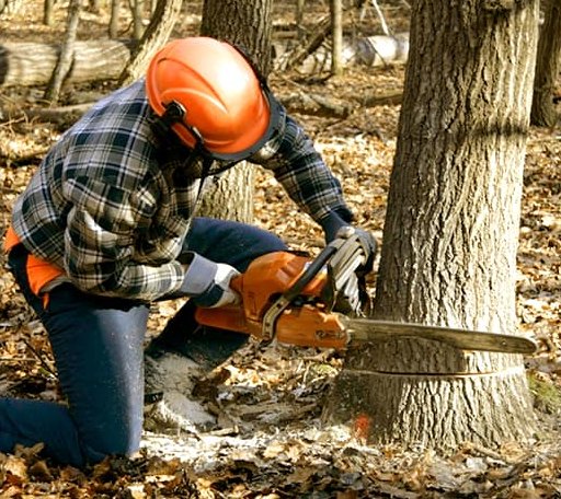 Tree Removal in Myersville, MD